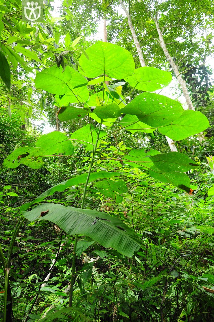 图片信息-kingdonia-植物云数据