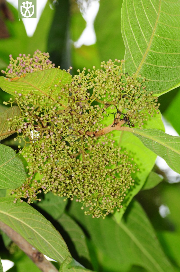 图片信息-kingdonia-植物云数据