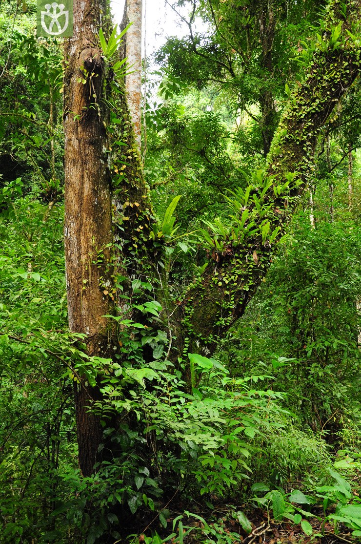 满树的附生植物.jpg 相邻时间拍摄的照片      张