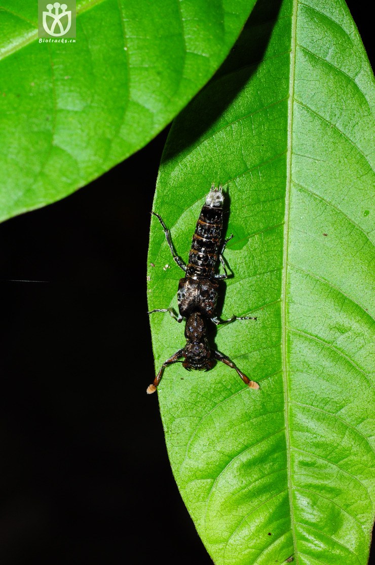 隐翅虫科(staphylinidae) (6).jpg 相邻时间拍摄的照片      张