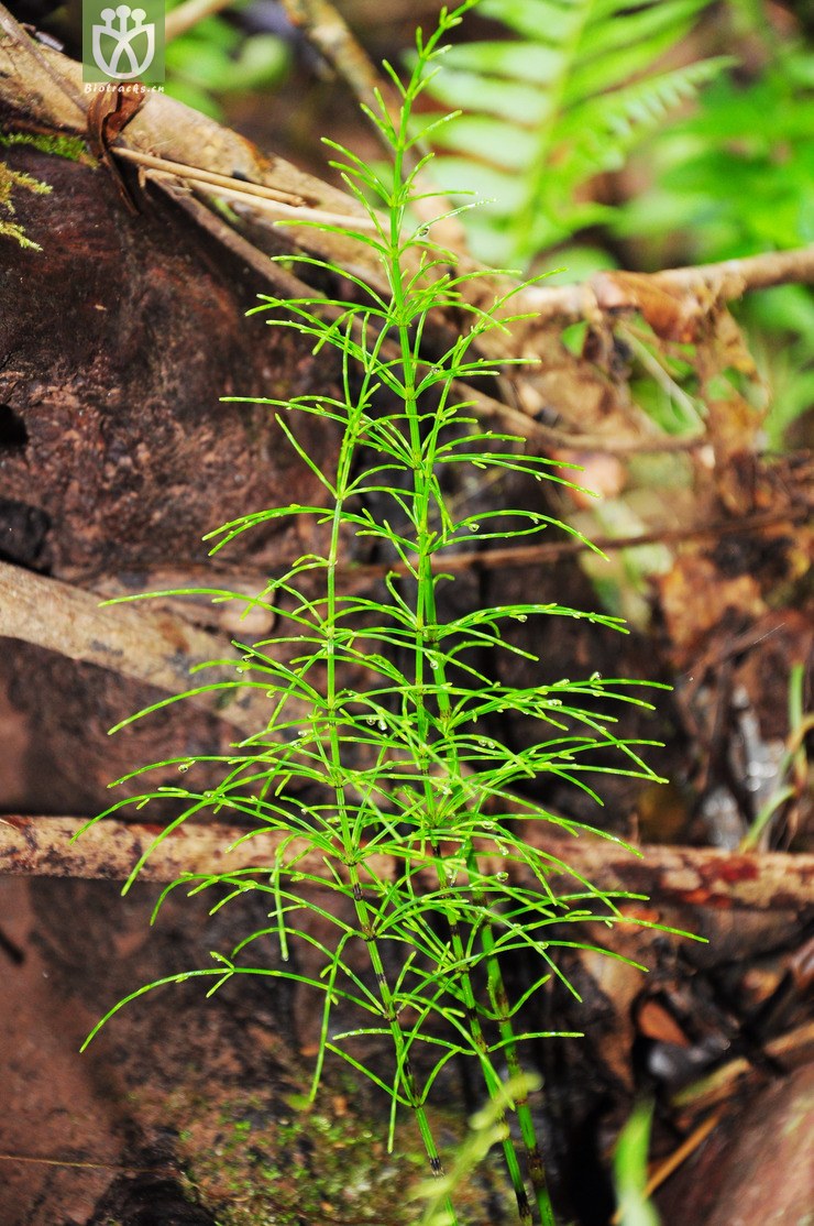 披散木贼(equisetum diffusum)jpg 相邻时间拍摄的照片      张