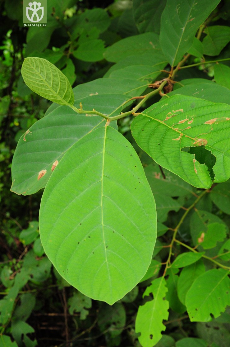 图片信息-kingdonia-植物云数据