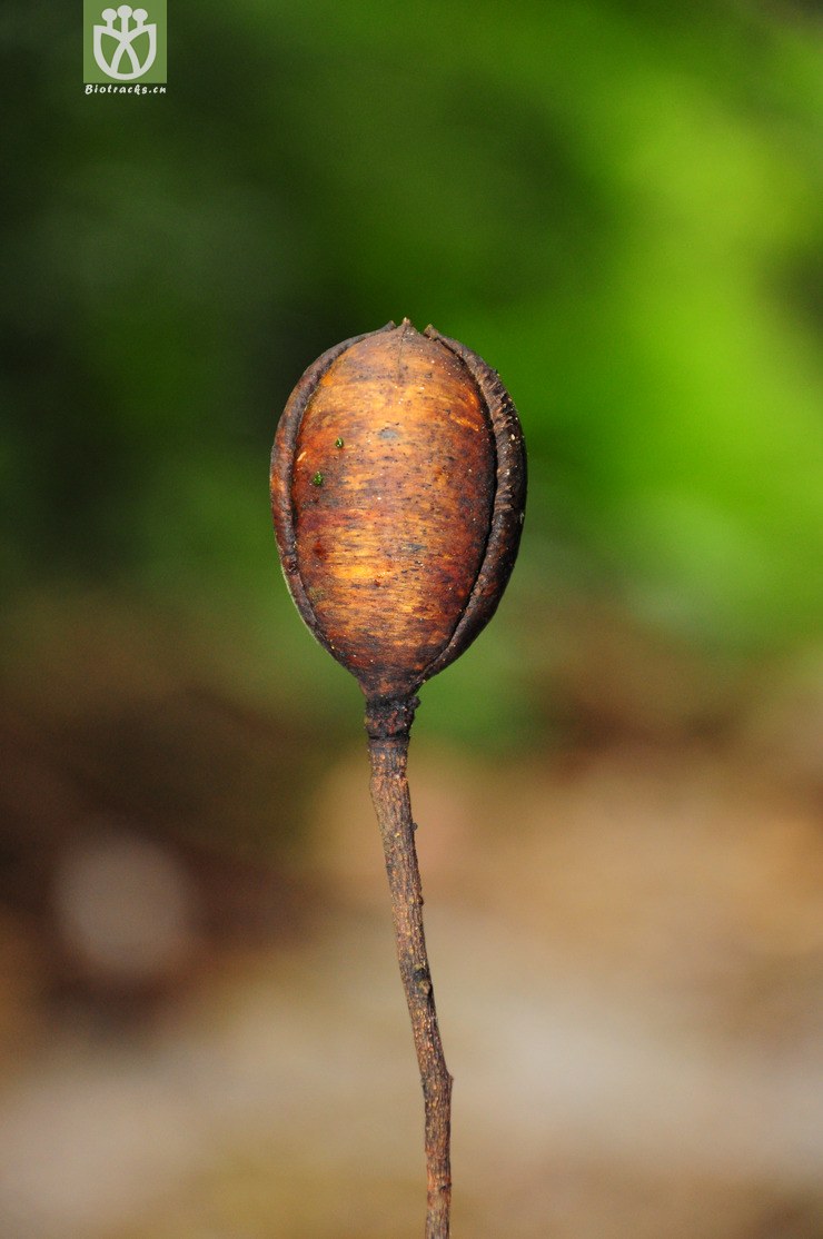 麻楝(chukrasia tabularis) (5).jpg 相邻时间拍摄的照片      张