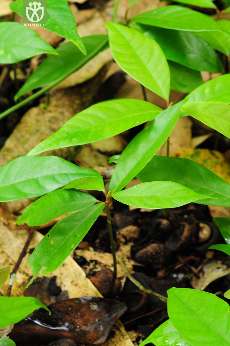 思茅木姜子(litsea szemaois)-满地幼苗 (1).