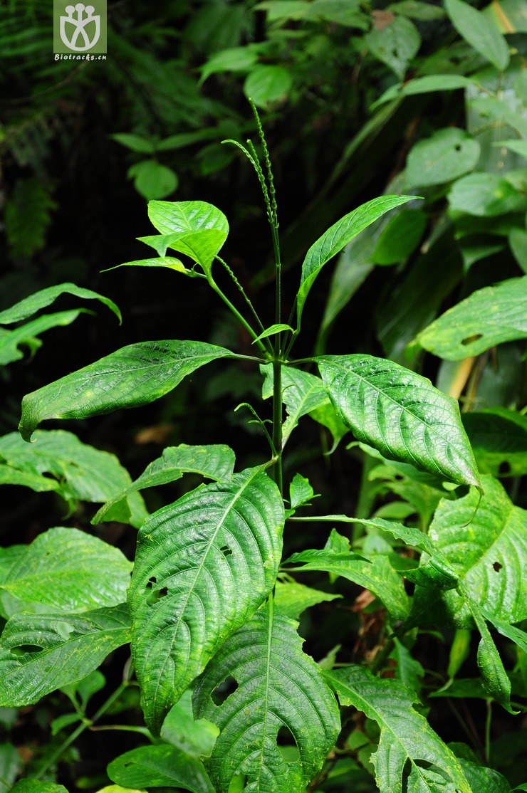 图片信息-kingdonia-植物云数据