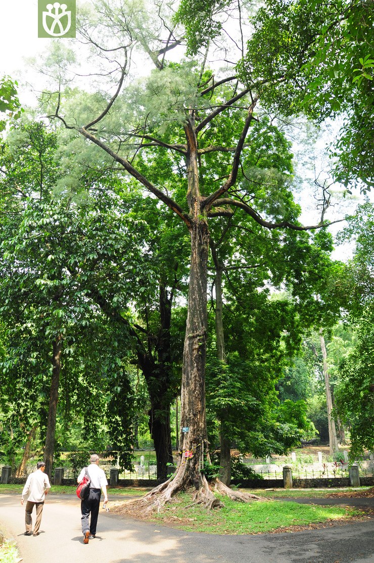 苏门答腊木麻黄(gymnostoma sumatranum) (2).