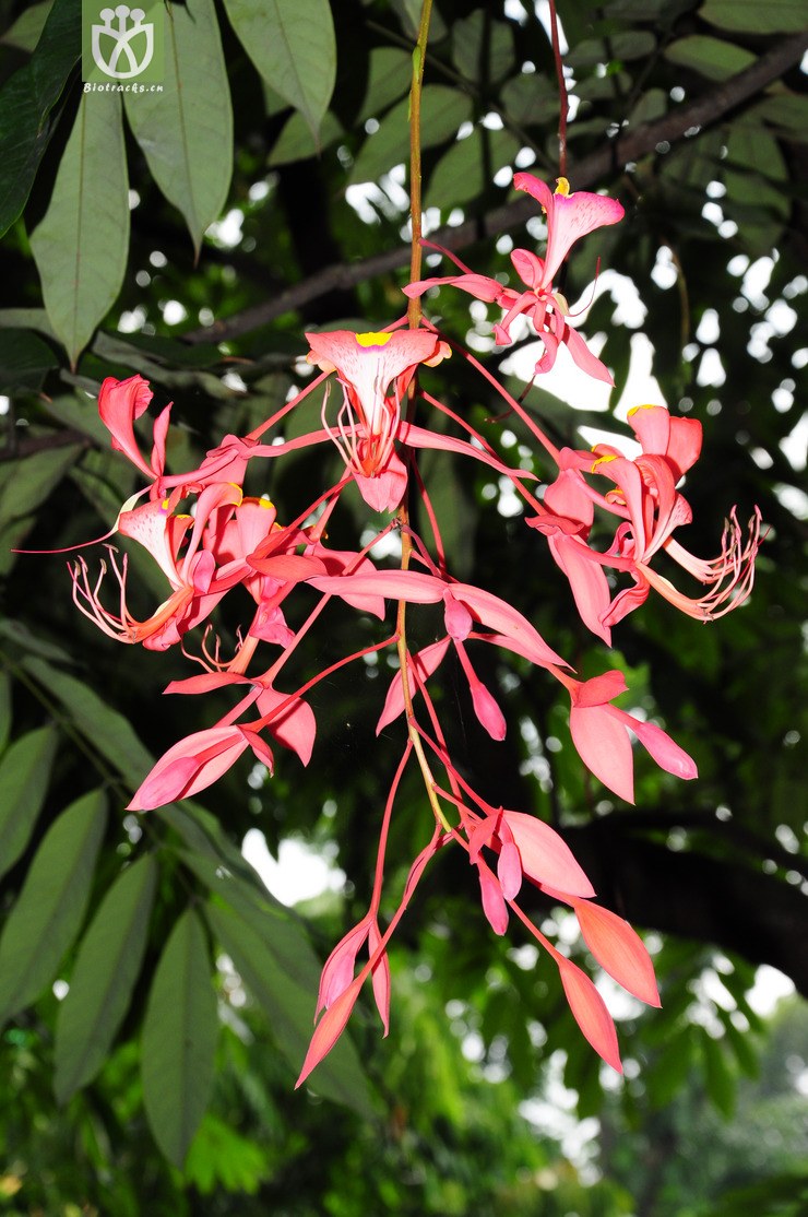 华贵璎珞木(amherstia nobilis) (2).jpg 相邻时间拍摄的照片      张