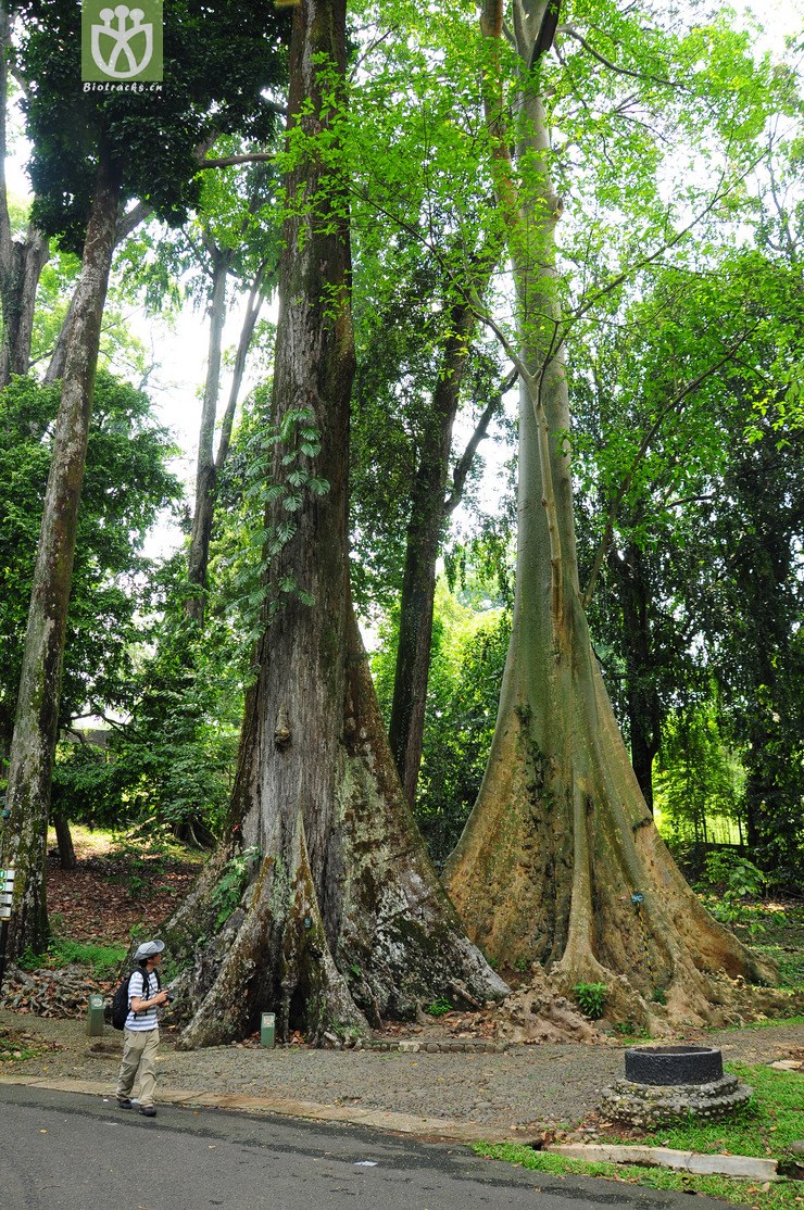 皴皮婆罗双(shorea leprosula)与白毛榕(ficus albipila) (3).