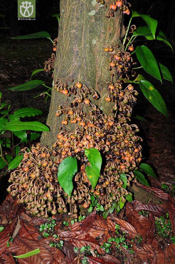 暗罗属(polyalthia) (1).jpg 相邻时间拍摄的照片      张