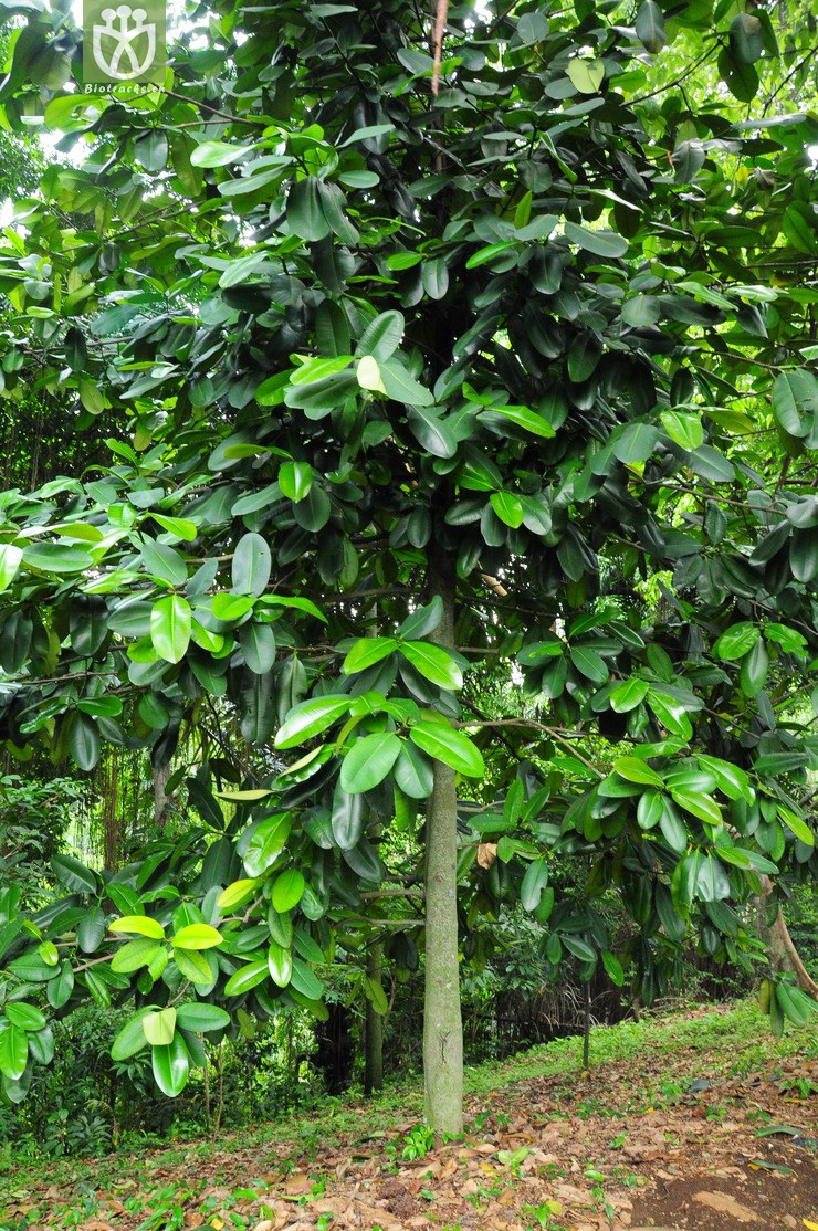 图片信息-kingdonia-植物云数据