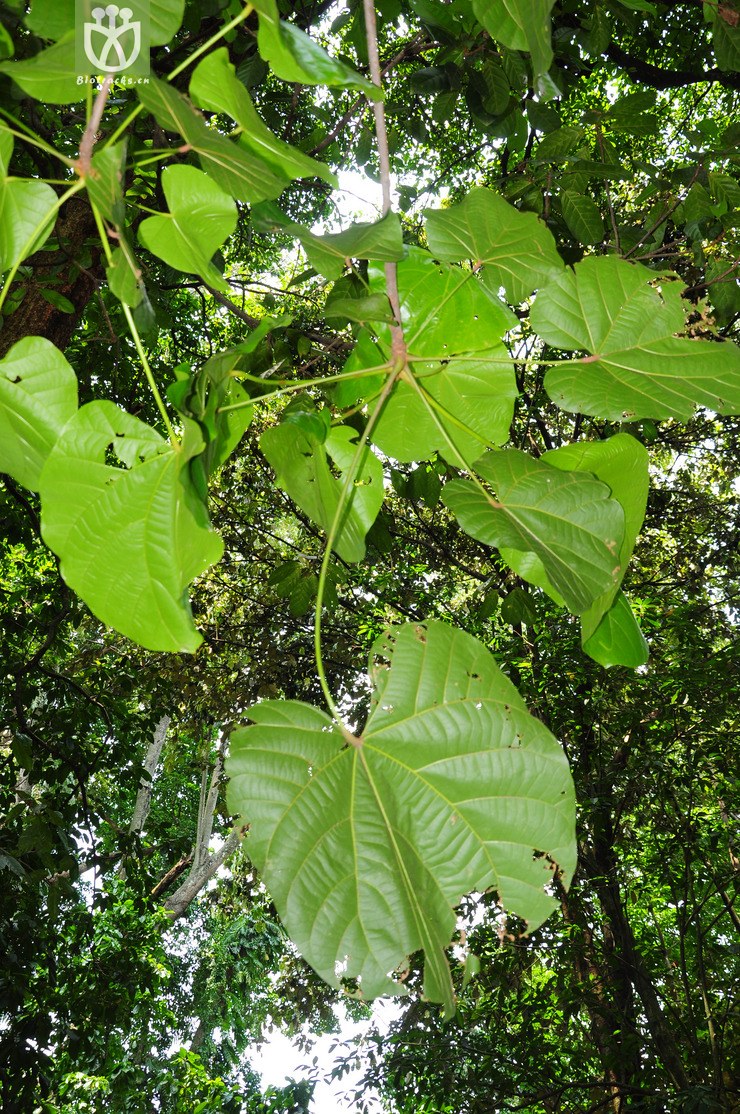 圖片信息-kingdonia-植物雲數據