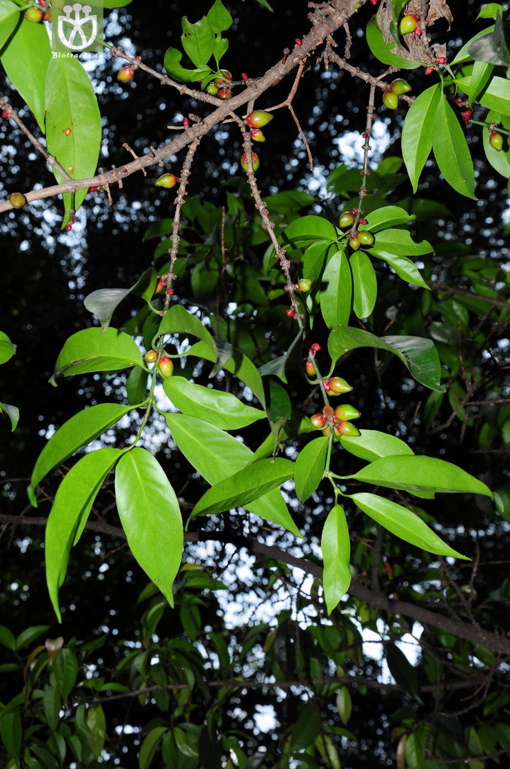 四蕊藤黄(garcinia tetrandra) (1).jpg 相邻时间拍摄的照片      张