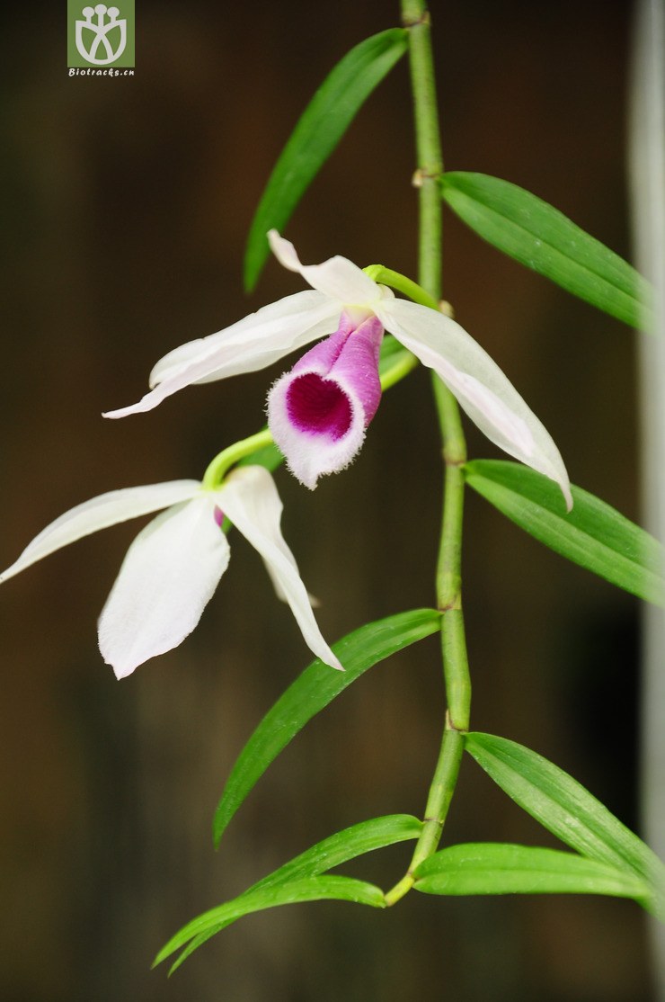卓花石斛兰(dendrobium anosmum) (2).