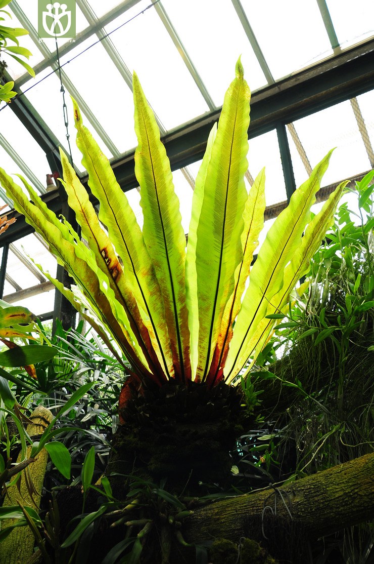 鸟巢蕨(asplenium antiquum).jpg 相邻时间拍摄的照片      张