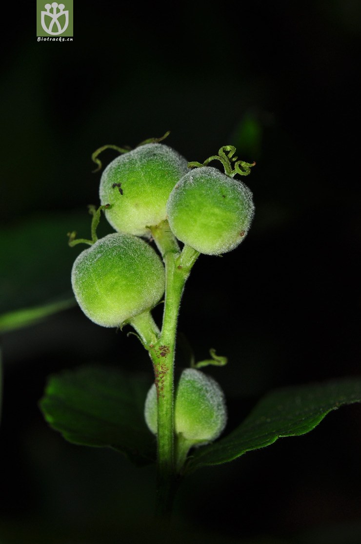 椴叶山麻秆(alchornea tiliifolia) (4).jpg