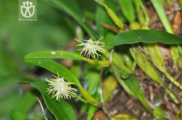 密花石豆兰(bulbophyllum odoratissimum) (5).