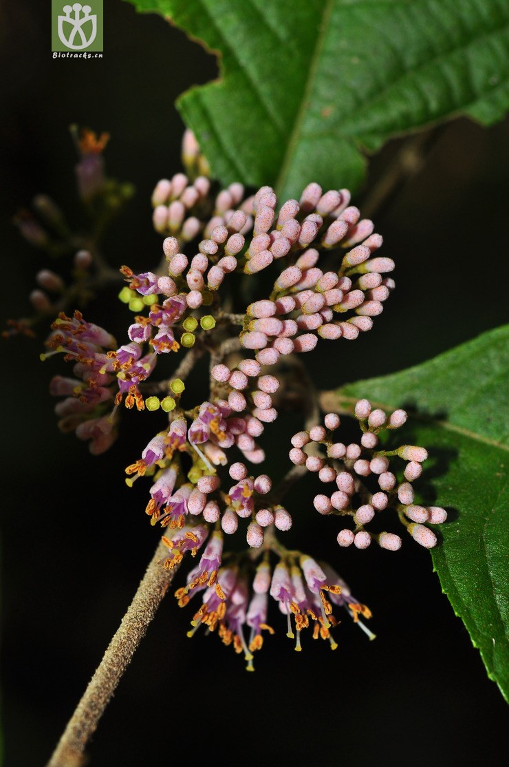 老鸦糊(callicarpa giraldii) (6).jpg