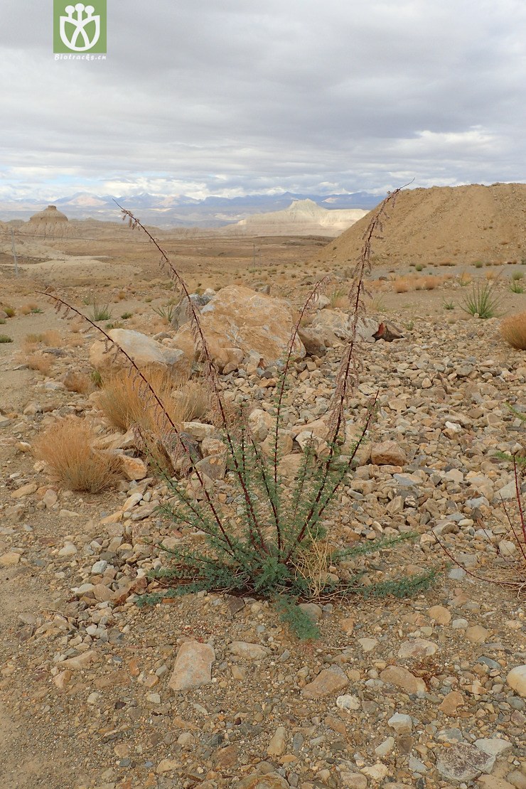 三春水柏枝(myricaria paniculata) (2).