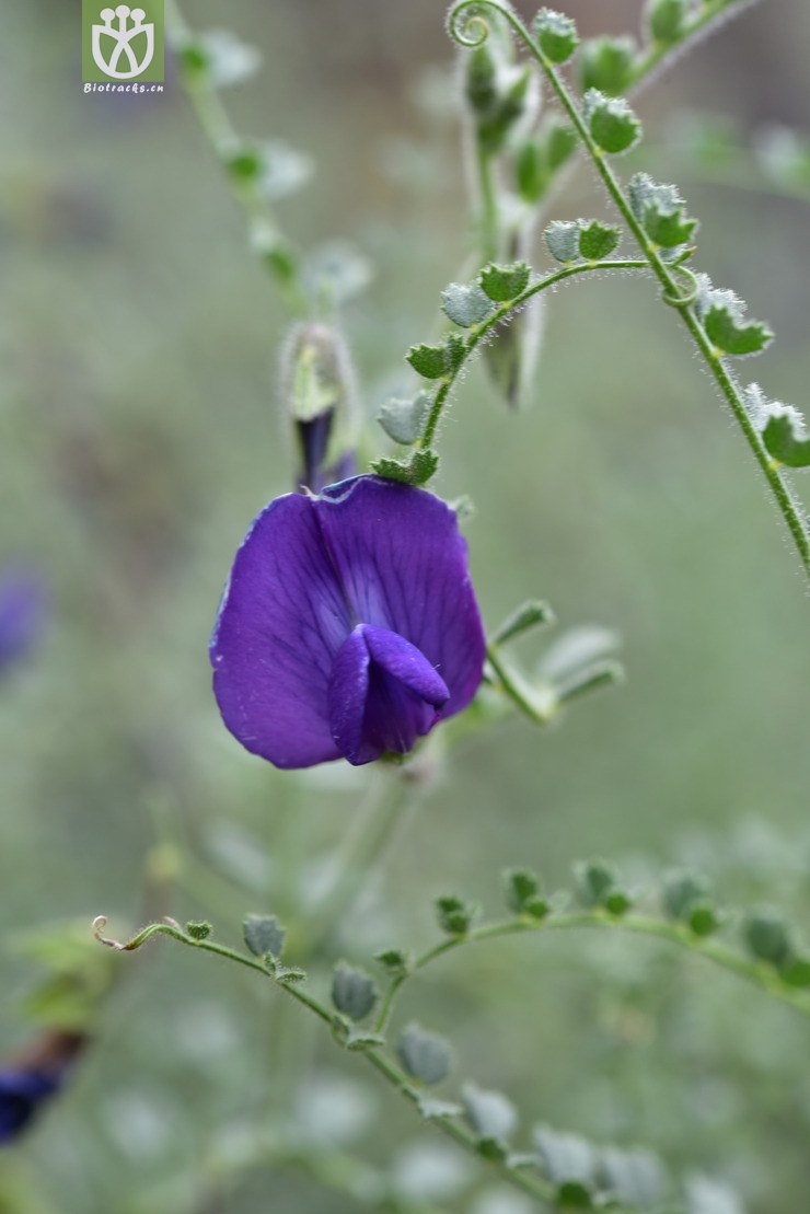 小叶鹰嘴豆(cicer microphyllum) (6).jpg