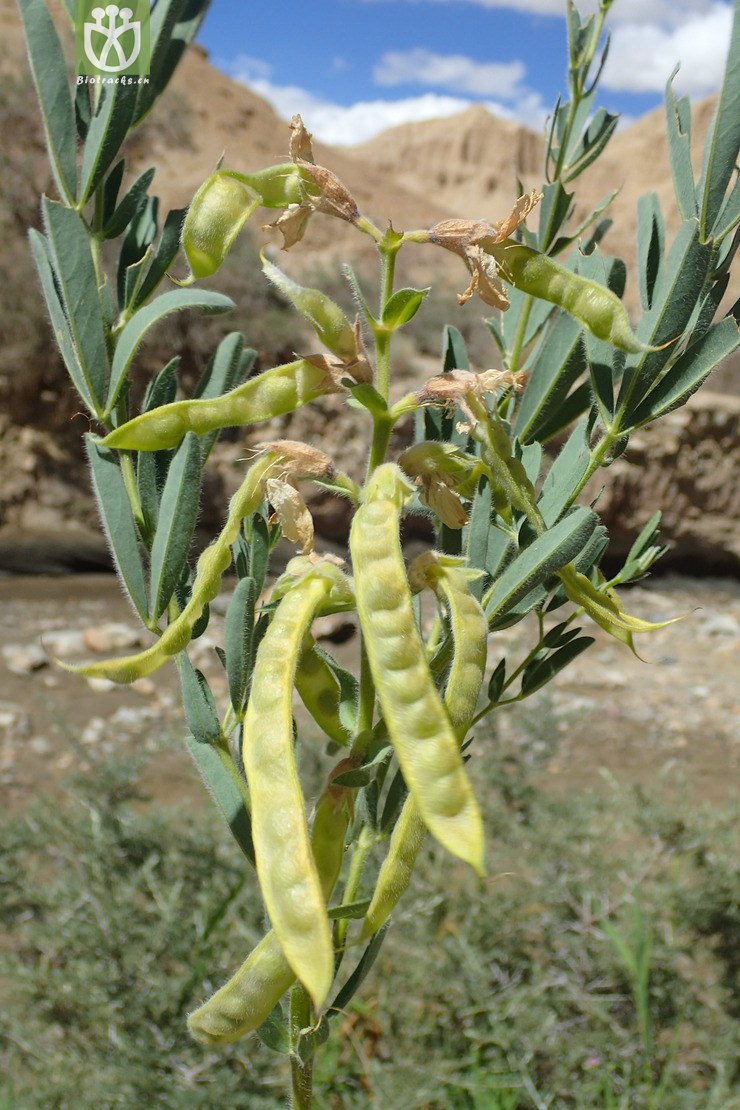 披针叶野决明(thermopsis lanceolata) (3).