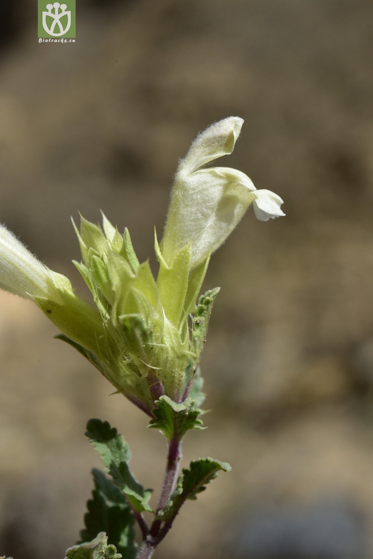 图片信息-kingdonia-植物云数据