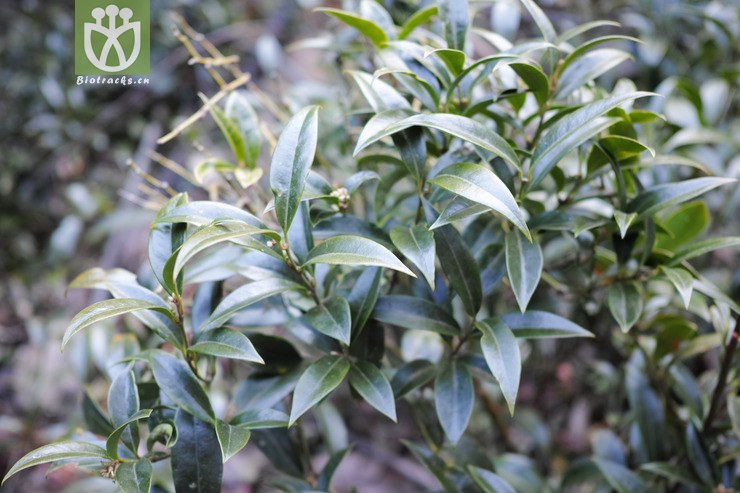 黄杨科-清香桂属-清香桂-轿子山 (2).jpg 相邻时间拍摄的照片     张