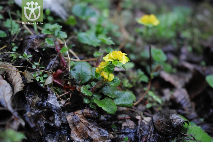 虎耳草科-锈毛金腰 (1).jpg 相邻时间拍摄的照片     张