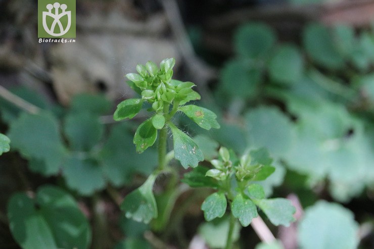 img_0954 毛金腰.jpg 相邻时间拍摄的照片     张