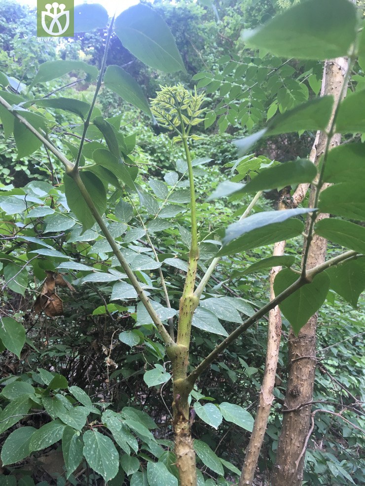 20170514_img_4494辽东楤木.