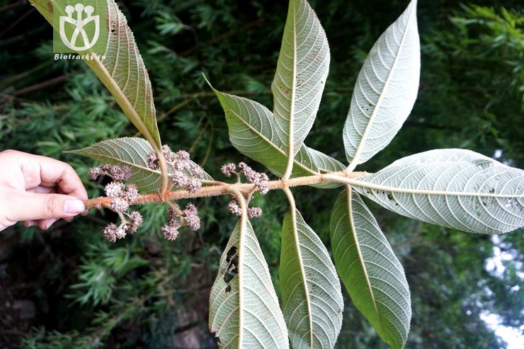 图片信息-kingdonia-植物云数据