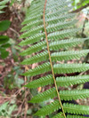 中华桫椤