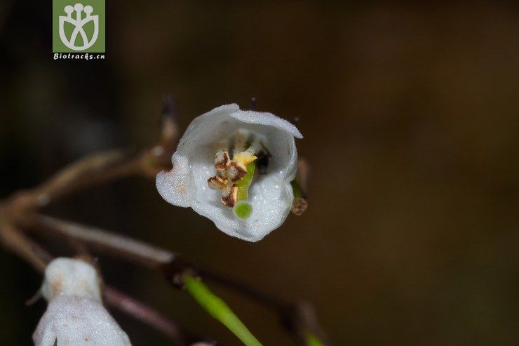 大叶石上莲 oreocharis benthamii-00342.