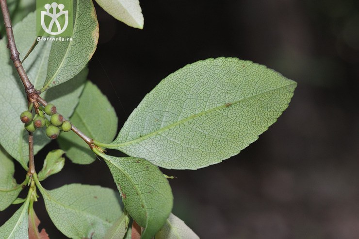 石斑木 rhaphiolepis indica--8.jpg 相邻时间拍摄的照片      张