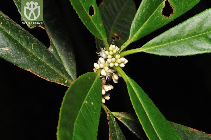 羊舌树 symplocos glauca--20.jpg 相邻时间拍摄的照片      张