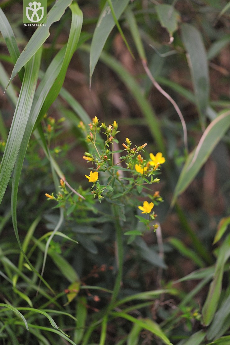 密腺小连翘 hypericum seniawinii--3.