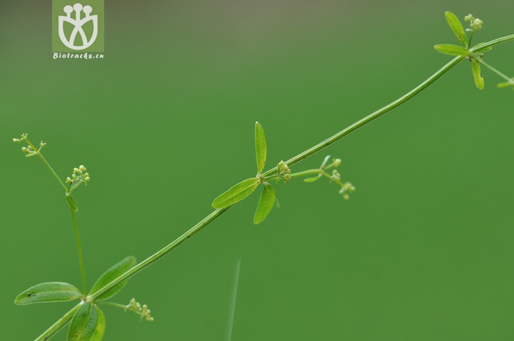 拉拉藤属 galium--23.jpg 相邻时间拍摄的照片      张