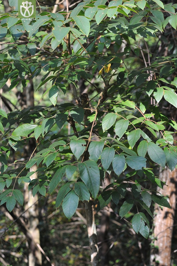 楤木 aralia elata--6.jpg 相邻时间拍摄的照片      张