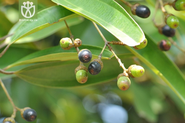 肉桂 cinnamomum cassia--35.jpg 相邻时间拍摄的照片      张