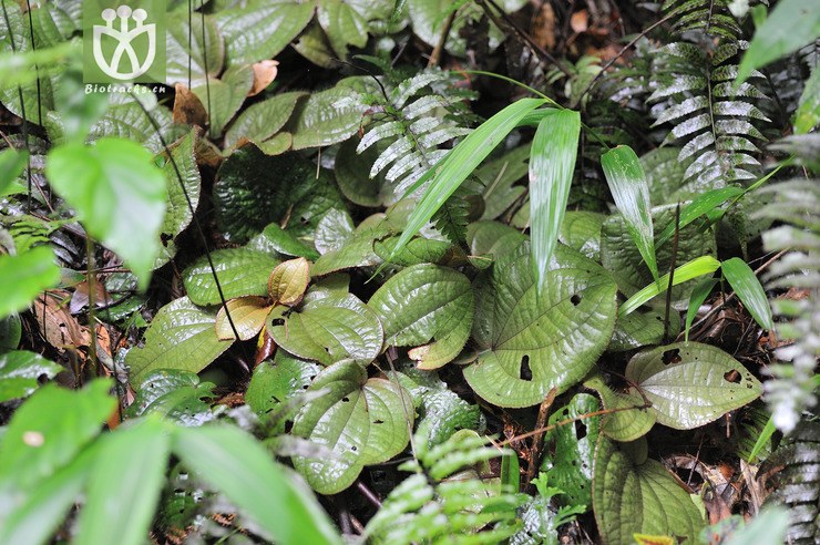 锦香草 phyllagathis cavaleriei--7.jpg 相邻时间拍摄的照片      张