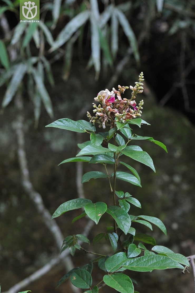 亮叶鸡血藤 callerya nitida--16.jpg 相邻时间拍摄的照片      张