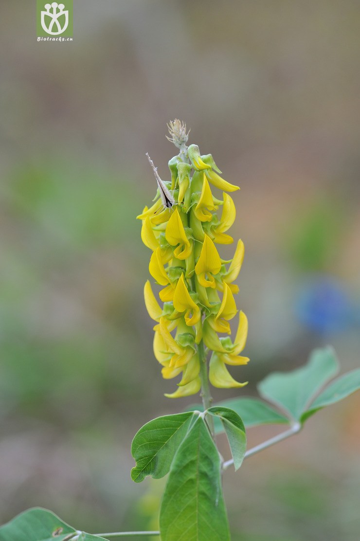 图片信息-kingdonia-植物云数据