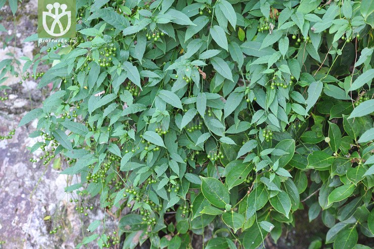 海桐叶白英 solanum pittosporifolium--18.