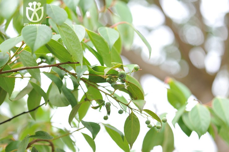 五列木 pentaphylax euryoides-4098.jpg 相邻时间拍摄的照片      张