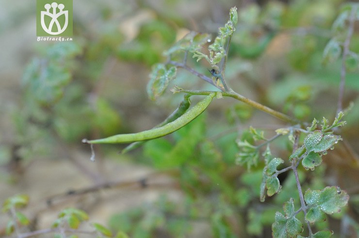 北越紫堇 corydalis balansae-.jpg 相邻时间拍摄的照片      张