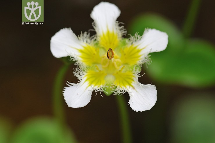 鸡肫梅花草 parnassia wightiana-19.