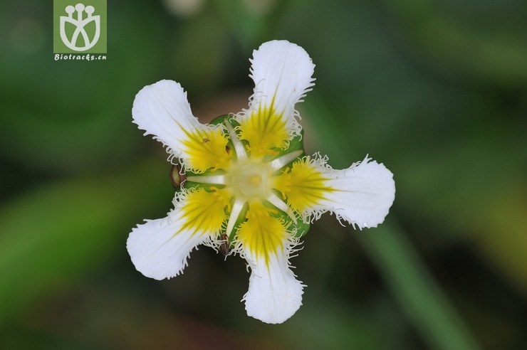 鸡肫梅花草 parnassia wightiana--67.