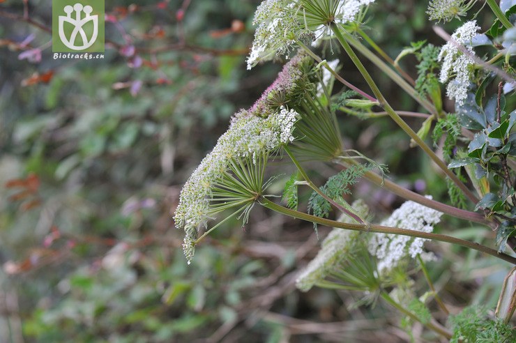 傘形科 apiaceae-1559.jpg 相鄰時間拍攝的照片 31張