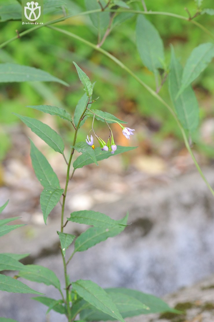 海桐叶白英 solanum pittosporifolium--16.