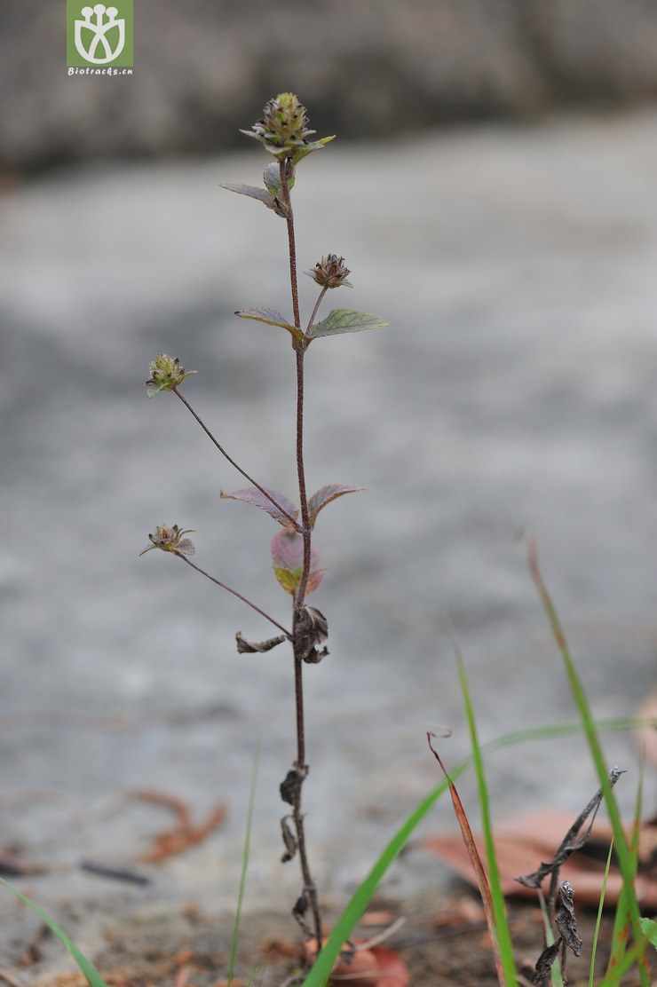 球花毛麝香 adenosma indianum--12.jpg 相邻时间拍摄的照片      张