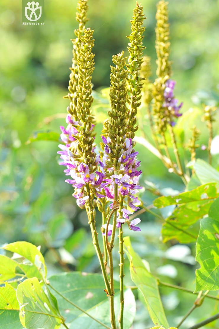 葛麻姆 pueraria montana var. lobata--14.